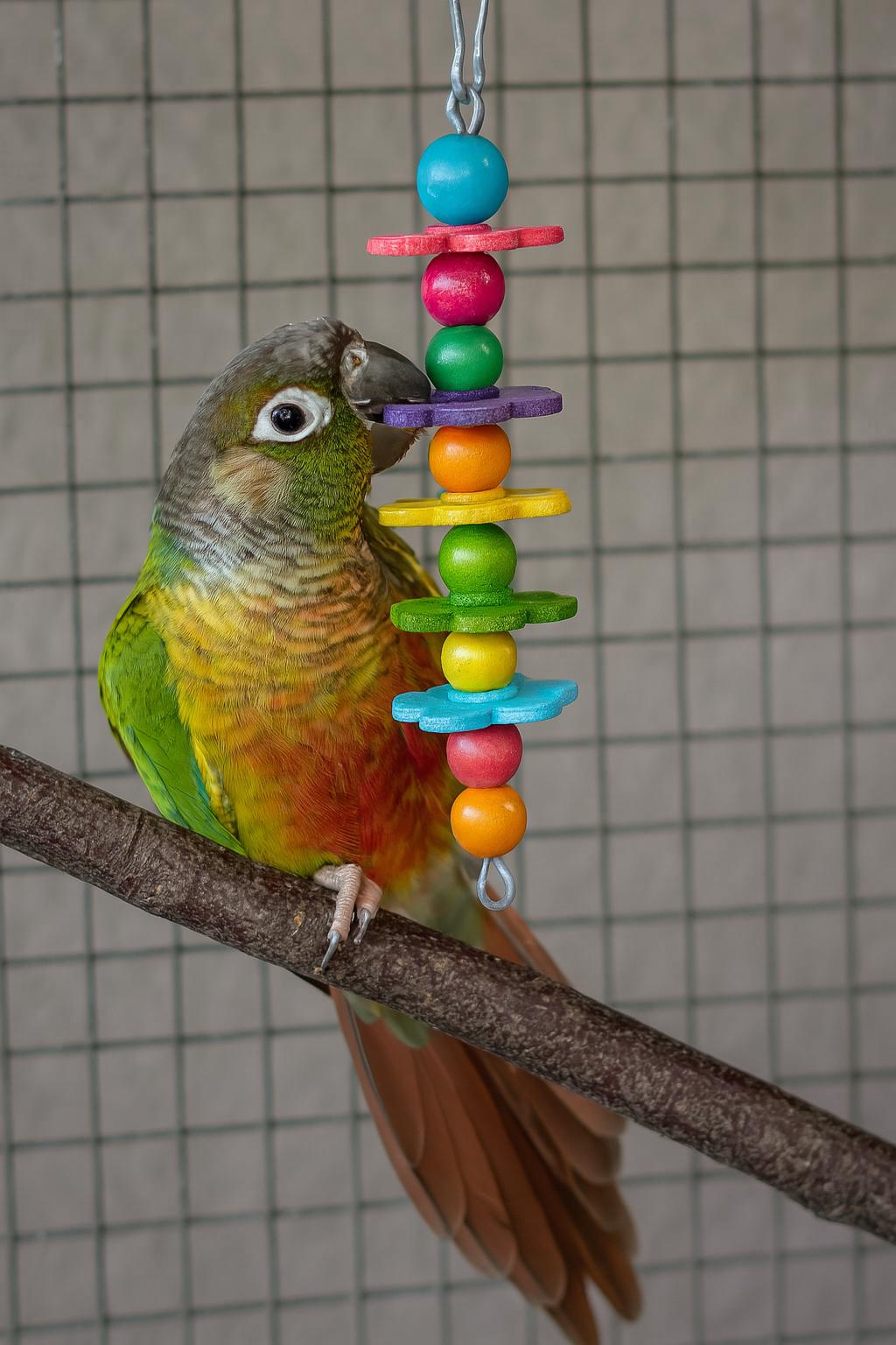 Rainbow Bloom Bauble – Crafted for Happy Beaks and Stylish Perches