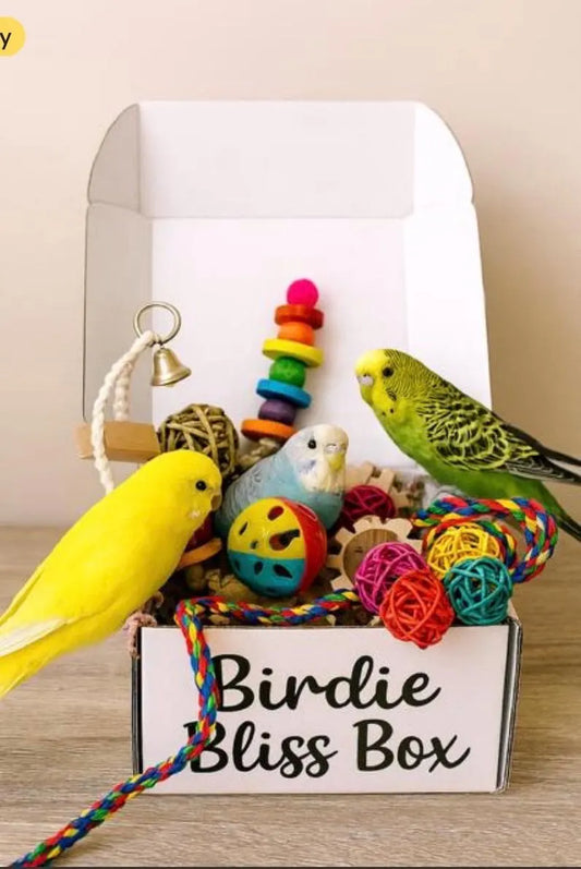 Small Bird Toy Box: Enrichment Toys & Treats for Budgies